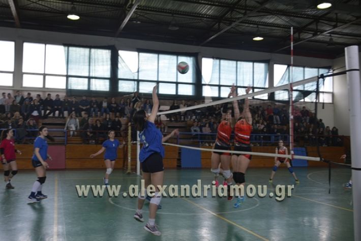 volley _1ogel-kassandra146